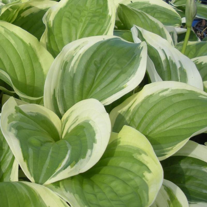 Hosta Diana Remembered