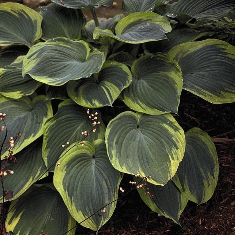 Hosta Earth Angel