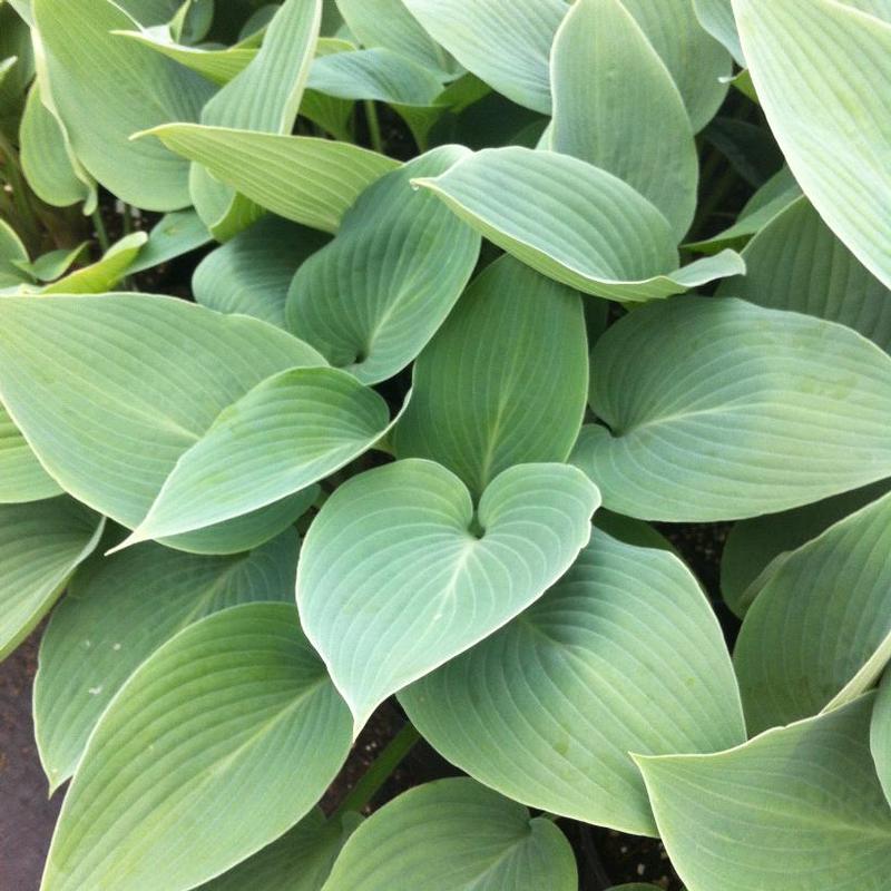 Hosta Halcyon