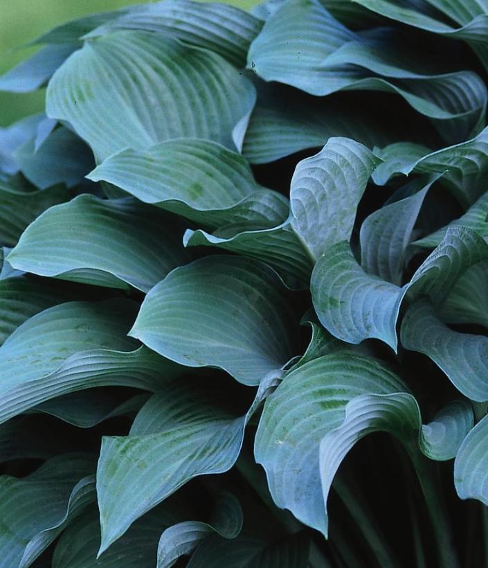 Hosta Krossa Regal