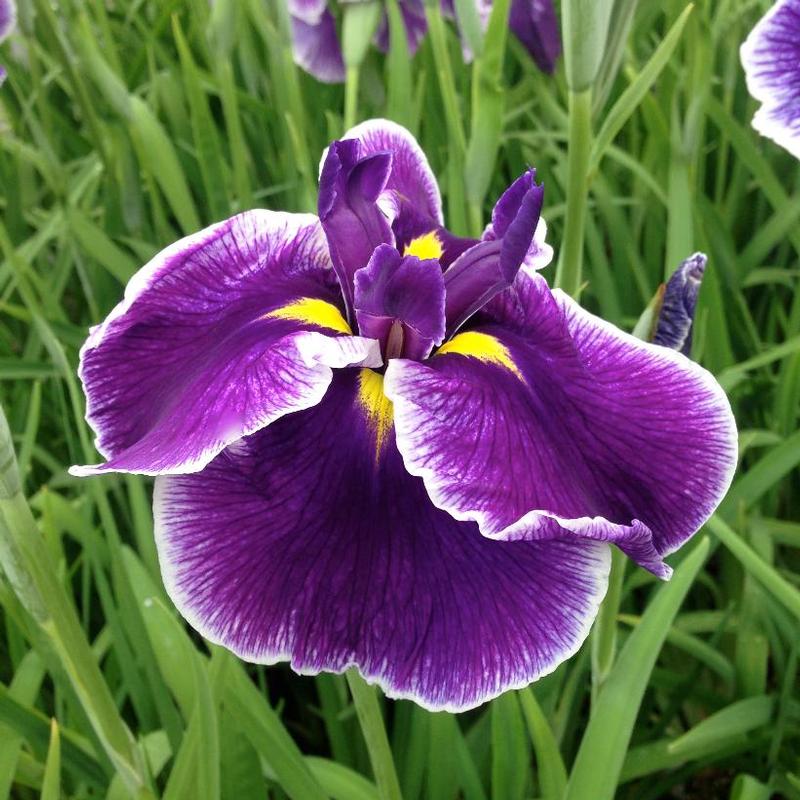 Iris ensata Crystal Halo