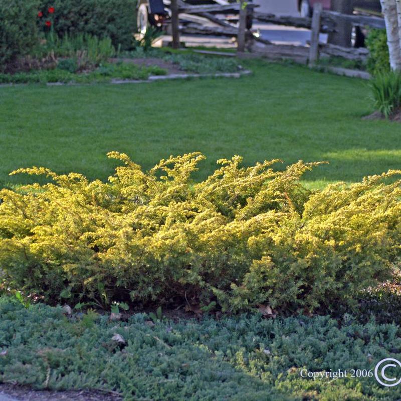 Juniperus communis var. depressa Aurea