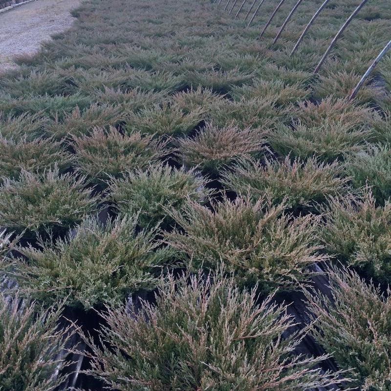 Juniperus horizontalis Plumosa Compacta