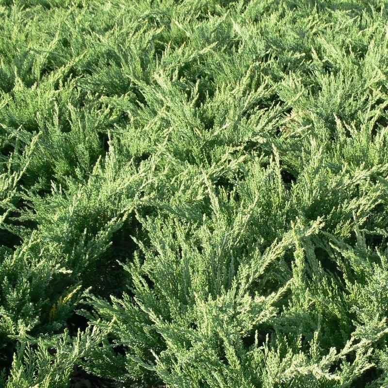 Juniperus sabina Tamariscifolia New Blue
