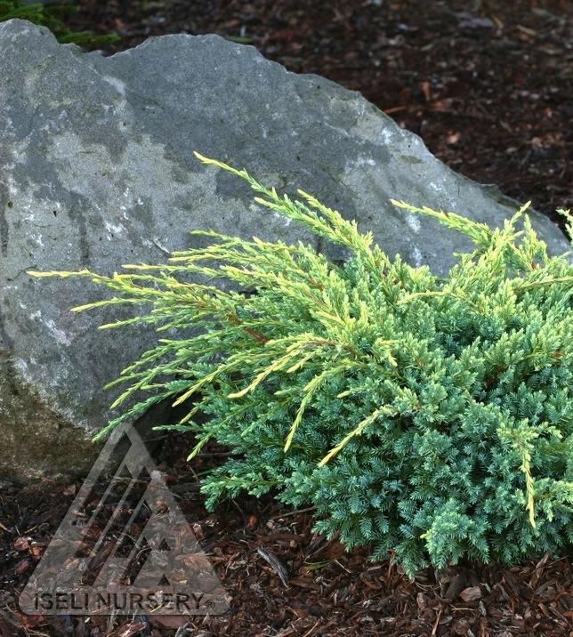 Juniperus squamata Holger