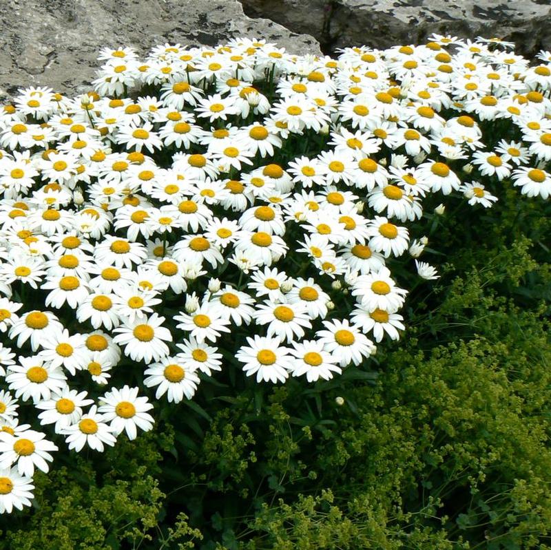 Leucanthemum x superbum Snowcap