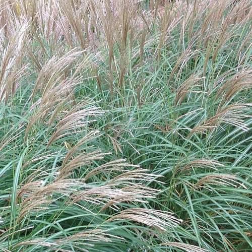 Miscanthus sinensis Little Kitten