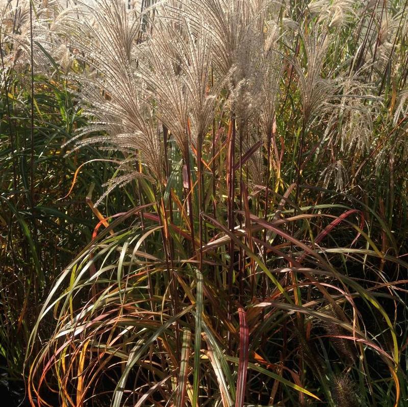 Miscanthus sinensis Malepartus
