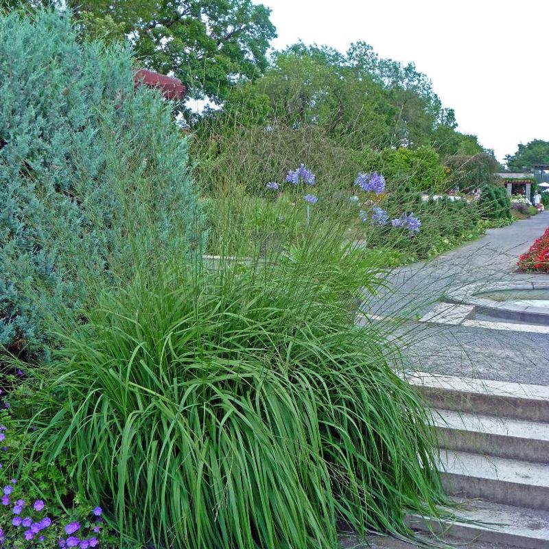 Molinia caerulea ssp. arundinacea Skyracer