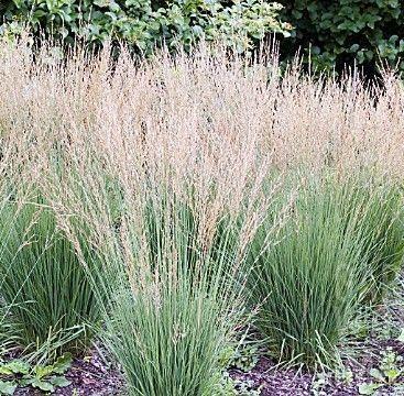 Molinia caerulea Moorflamme