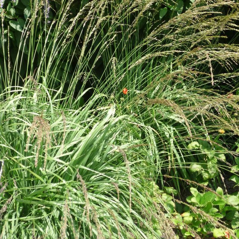 Molinia caerulea Moorhexe