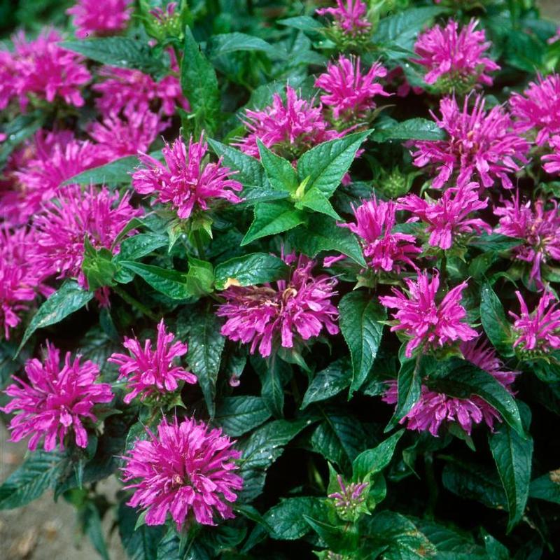 Monarda didyma ACrade