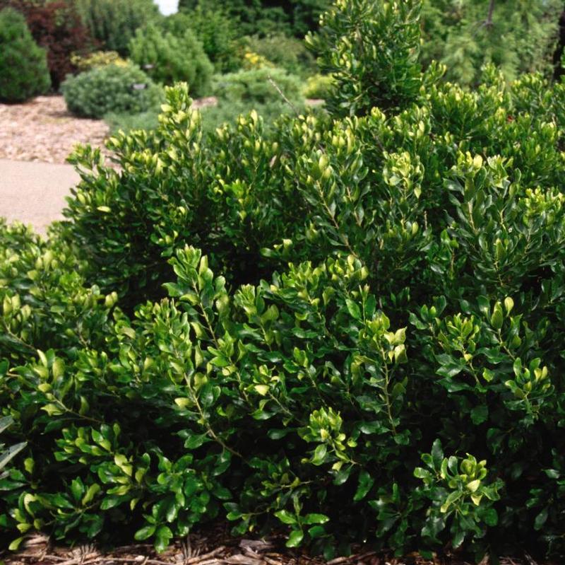 Myrica pensylvanica 