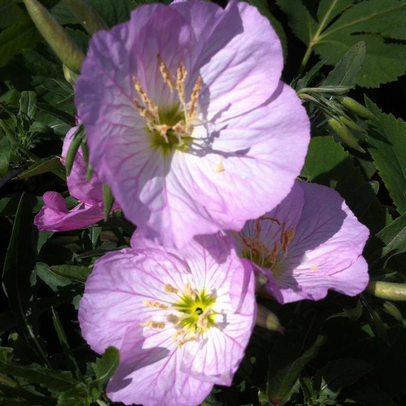 Oenothera berlandieri Siskiyou