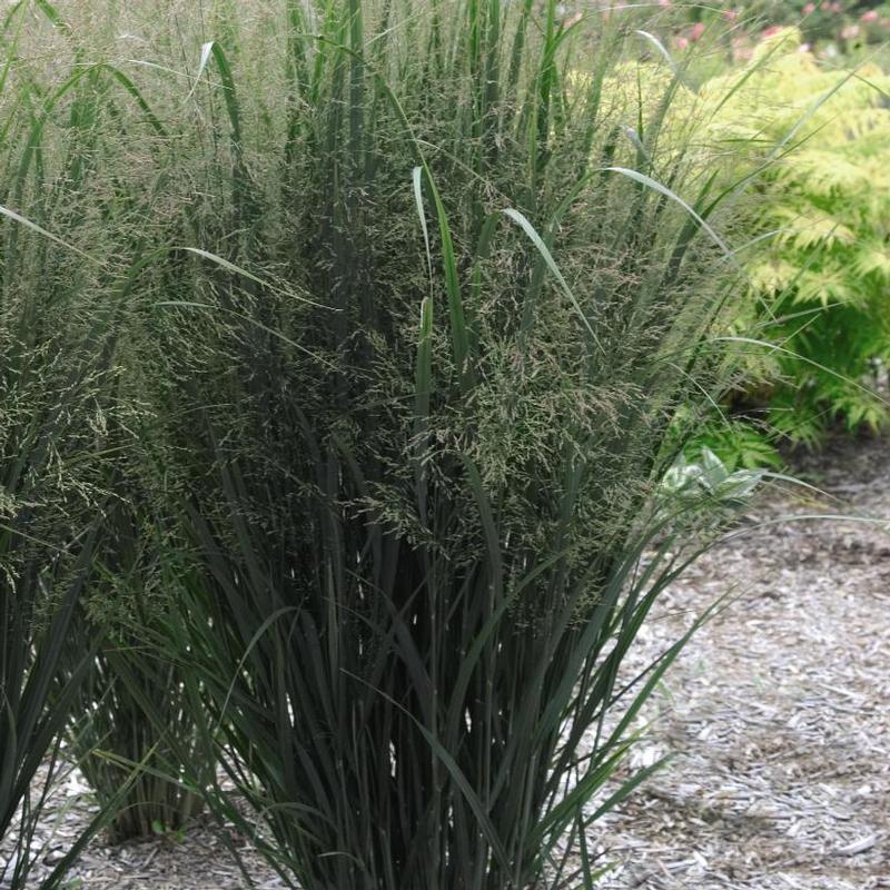 Panicum virgatum Northwind