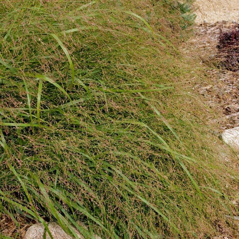 Panicum virgatum Prairie Sky