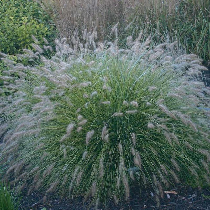 Pennisetum alopecuroides Piglet