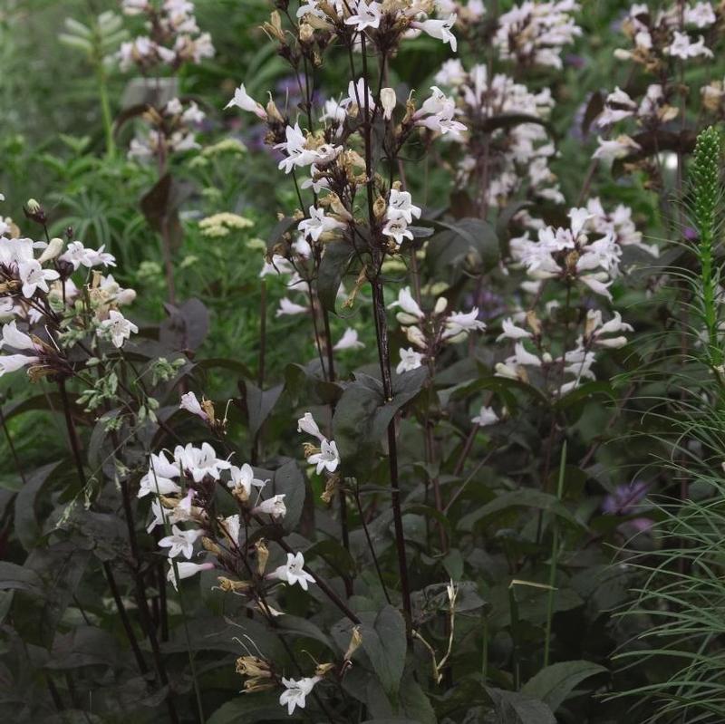 Penstemon digitalis Husker Red