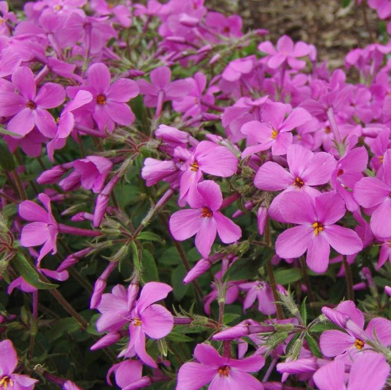 Phlox stolonifera Home Fires