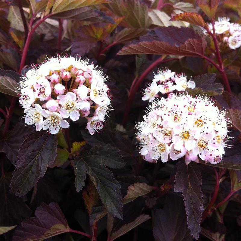 Physocarpus opulifolius Mindia