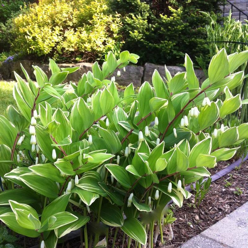 Polygonatum falcatum Variegatum