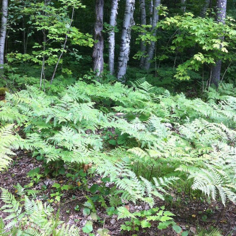 Pteridium aquilinum 