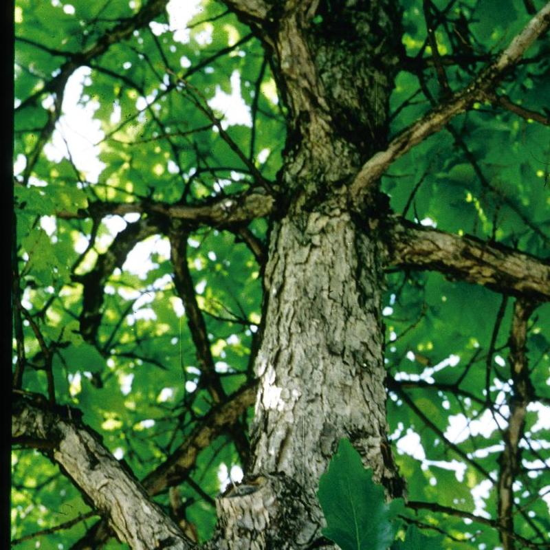 Quercus bicolor 