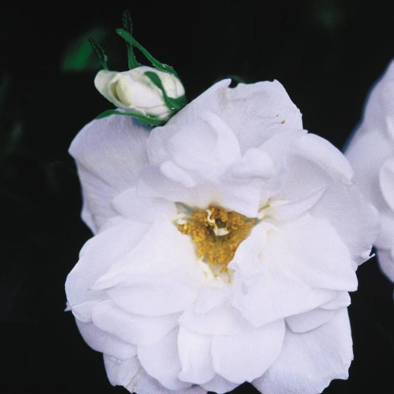 Rosa Blanc Double de Coubert