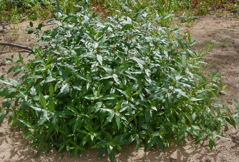 Salix lucida 