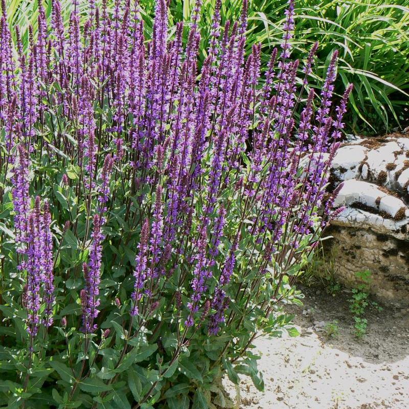Salvia nemorosa Caradonna