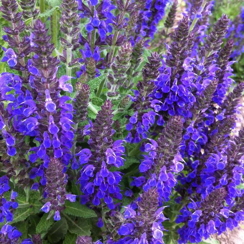 Salvia nemorosa Haeumanarc