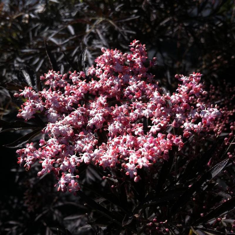 Sambucus nigra 'Eva' Black Lace® Elderberry from Antheia Gardens