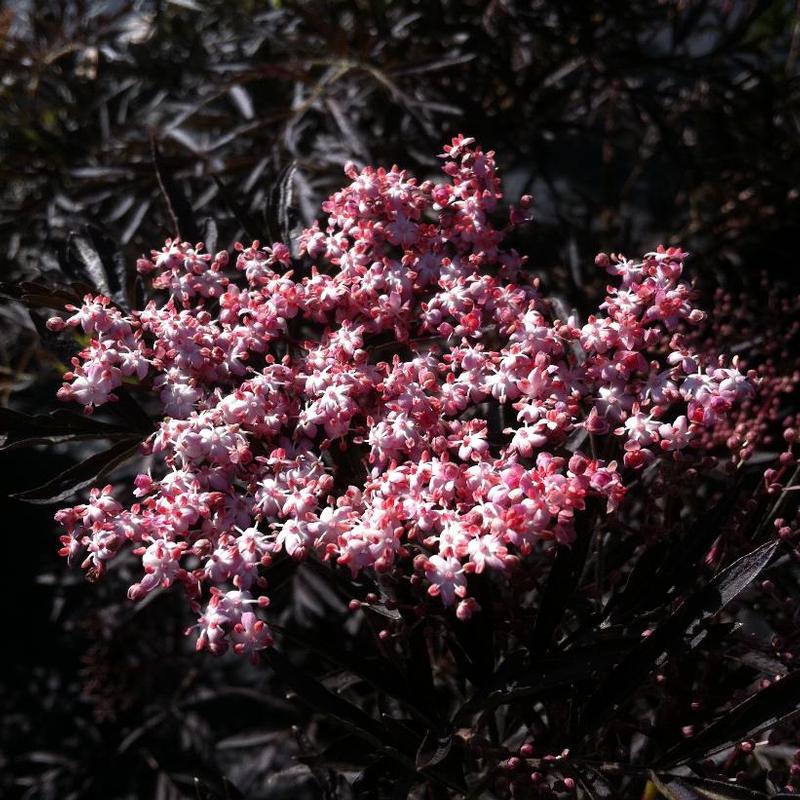 Sambucus nigra Eva