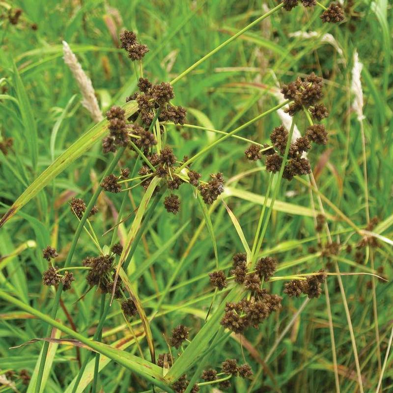 Scirpus atrovirens 
