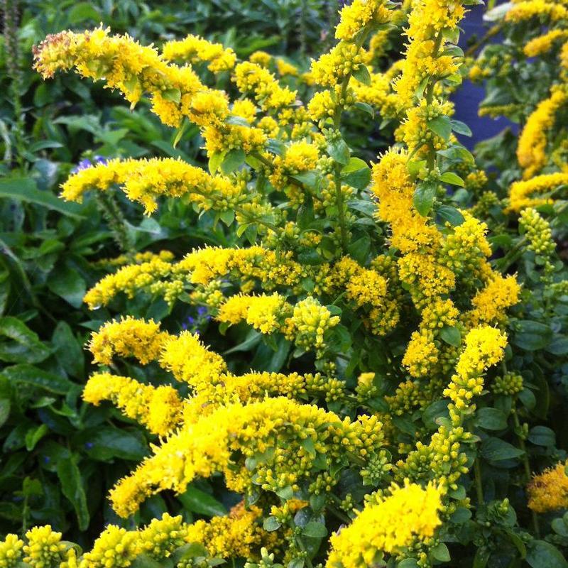 Solidago sphacelata Golden Fleece