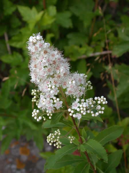 Spiraea alba 