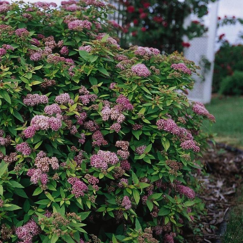 Spiraea japonica Mertyann