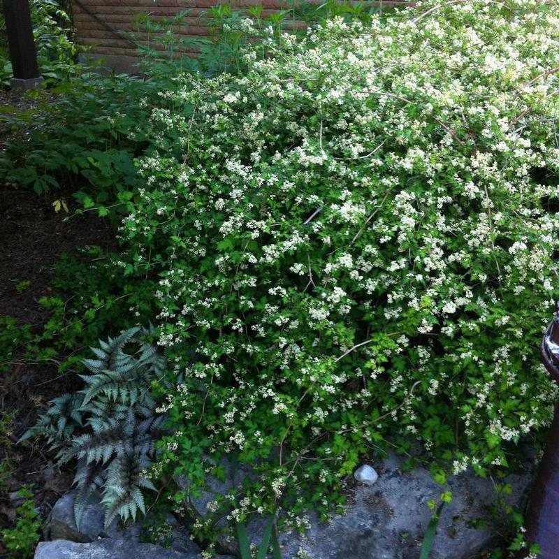 Stephanandra incisa Crispa