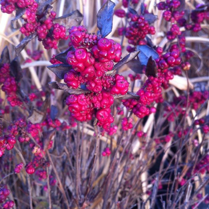 Symphoricarpos orbiculatus 