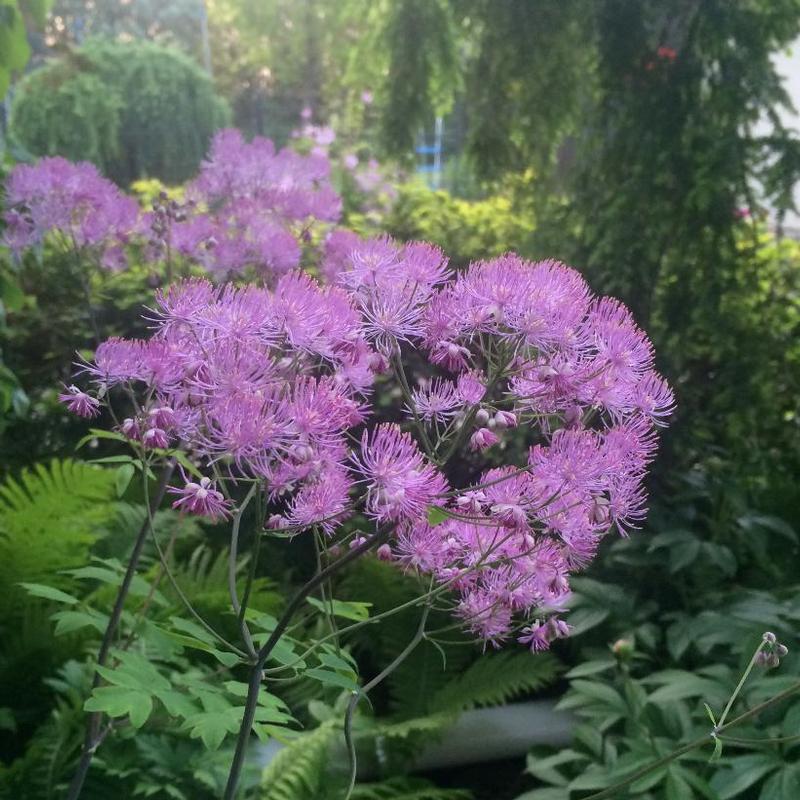 Thalictrum x Black Stockings