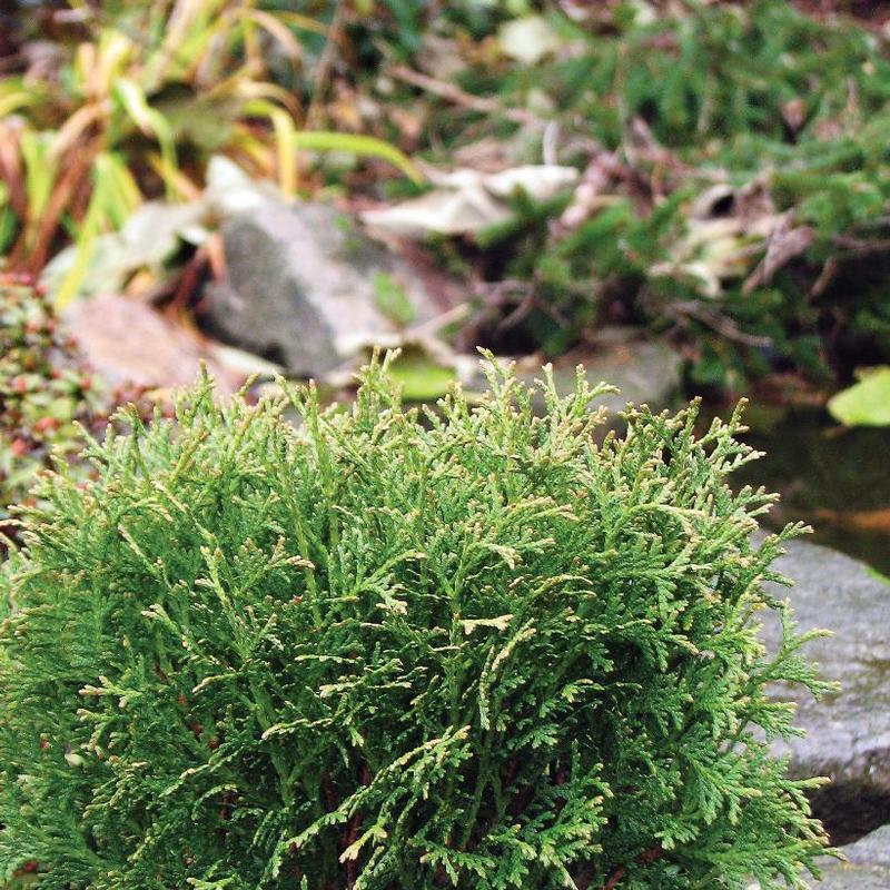 Thuja occidentalis Little Giant