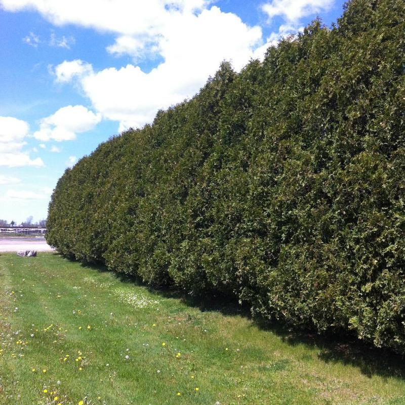 Thuja occidentalis Nigra