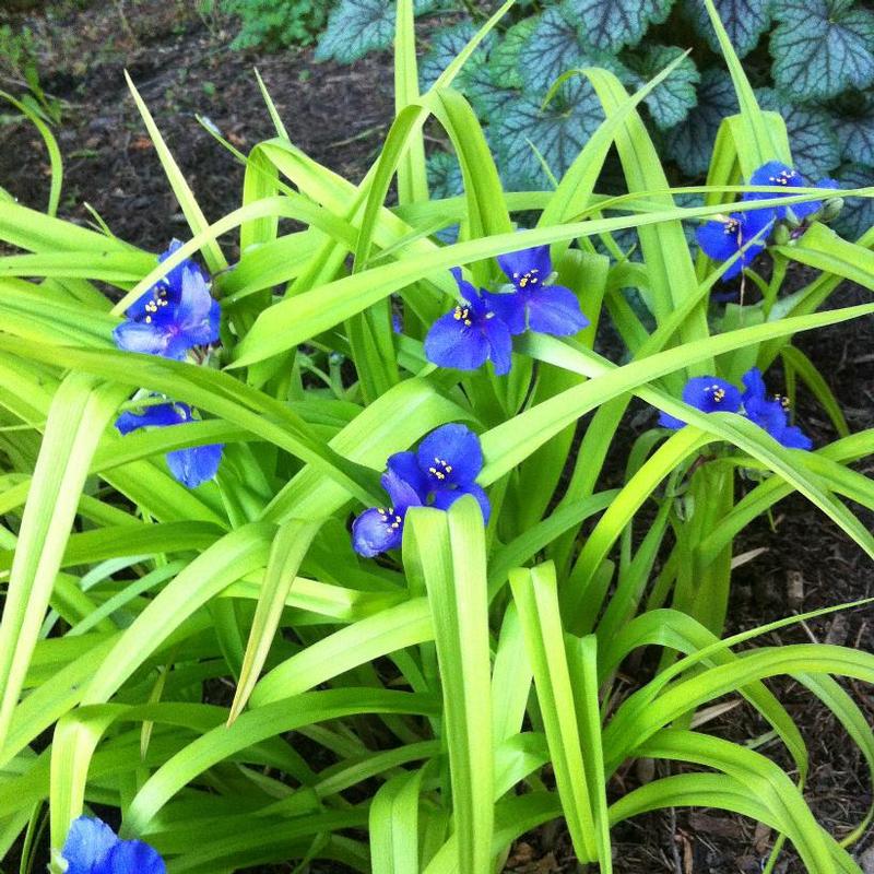 Tradescantia x Sweet Kate