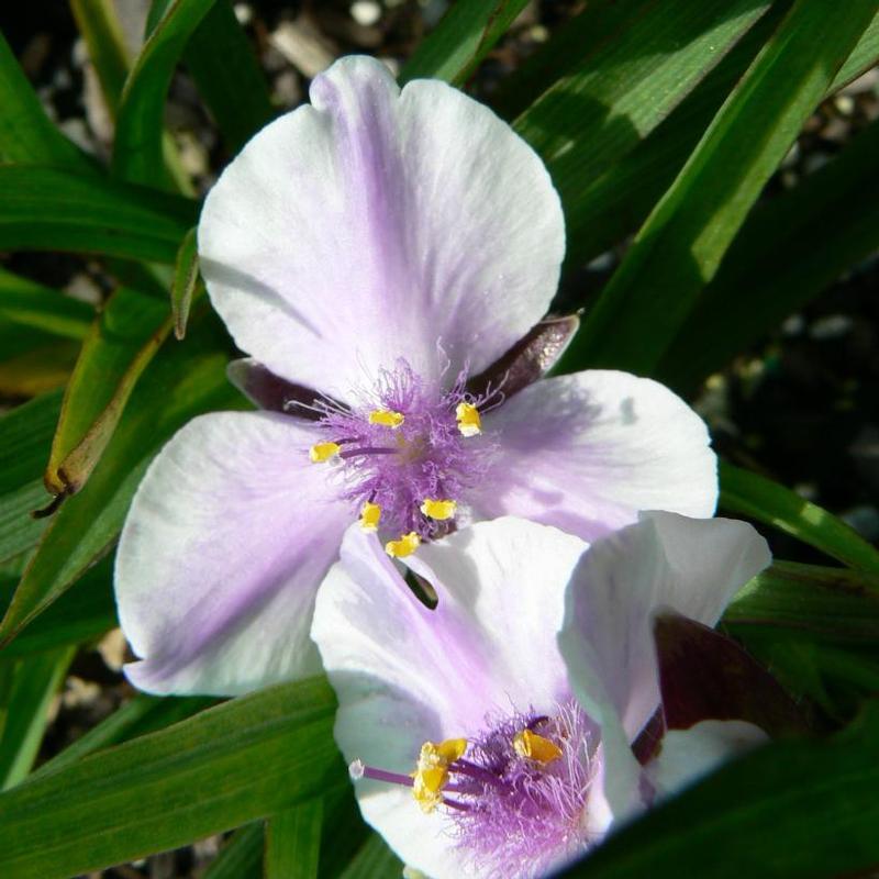 Tradescantia x Bilberry Ice