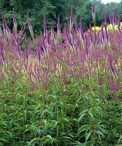 Veronicastrum virginicum Fascination