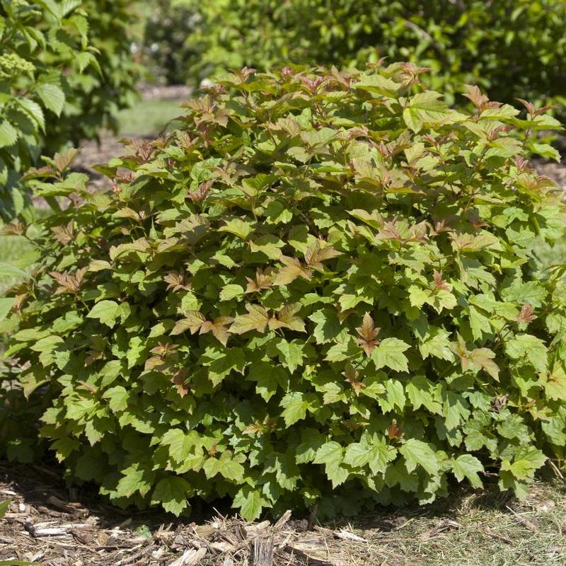 Viburnum opulus Compactum