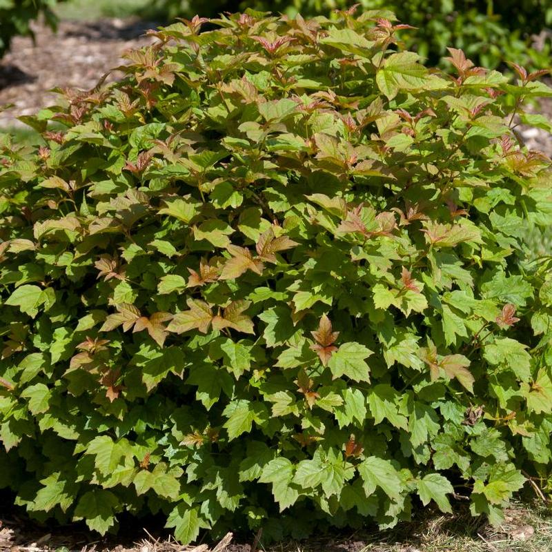 Viburnum opulus Nanum