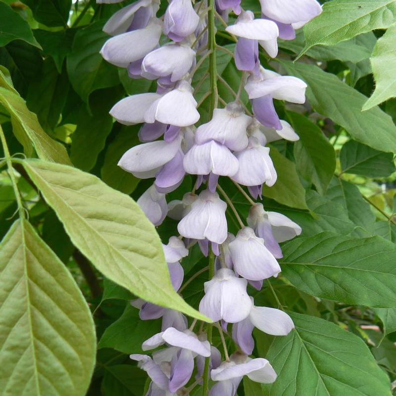 Wisteria sinensis Blue Sapphire