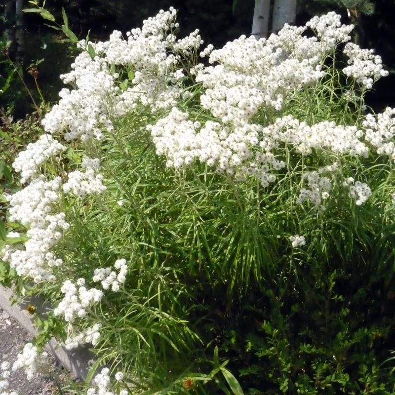 Anaphalis margaritacea 