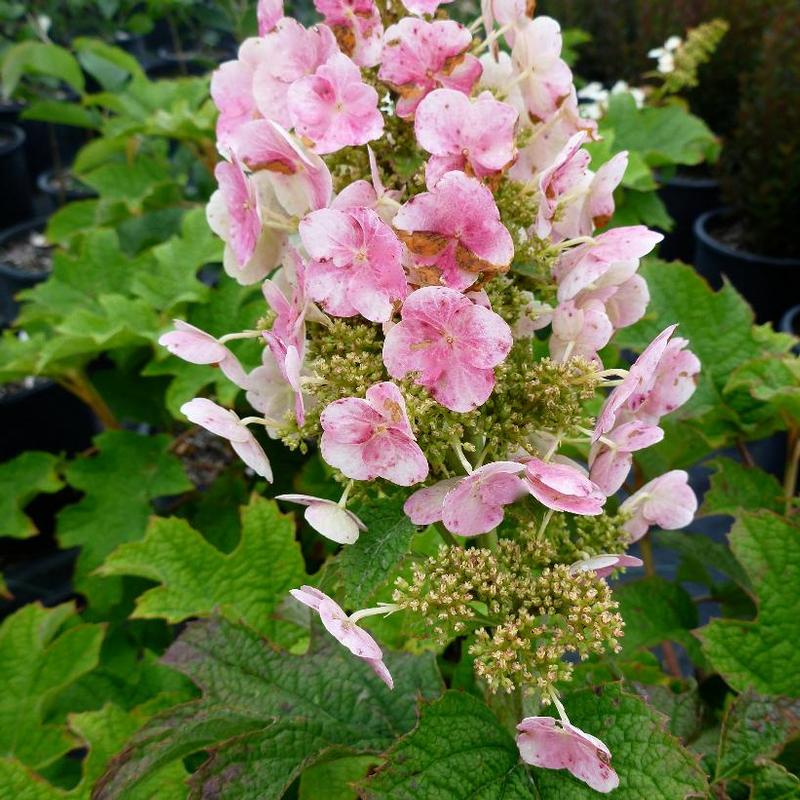 Hydrangea quercifolia Ruby Slippers